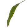 Foglia di cordilinea finta ELARA, verde, 90cm