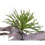 Platycerium finto TENUK su stelo, verde, 20cm, Ø30cm