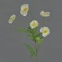 Papavero finto KEIRA, bianco, 65cm, Ø5cm