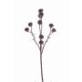 Ramo di eucalipto artificiale BASILIUS con frutti, marrone, 60cm