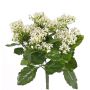 Kalanchoe finta LORRE su stelo, zona trasversale, bianco, 35cm, Ø30cm