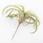 Tillandsia cites artificiale ANELIA su stelo, verde-grigio, 30cm