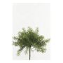 Asparagus sprengeri finto MONET su stelo, 10cm