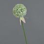 Allium finto DURBAN, bianco, 70cm