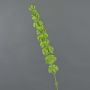 Molucella finta SIERA, verde, 80cm