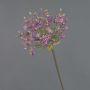 Allium finto BRAIS, viola, 90cm