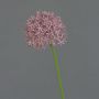 Allium finto ARNAU, viola, 60cm
