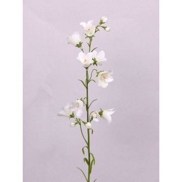 Campanula finta GISELA, bianco, 65cm, Ø5cm