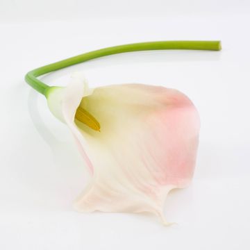 Calla decorativa TERESA, bianco-rosa, 70cm, 10x18cm