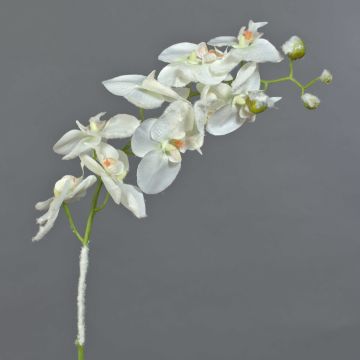 Orchidea Phalaenopsis finta NALANI, neve, bianca, 80cm