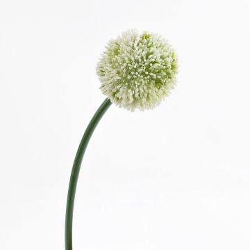 Allium finto BEATRISA, crema, 65cm, Ø10cm