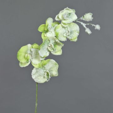 Ramo artificiale di orchidea Phalaenopsis MYRIA, neve, verde, 75cm