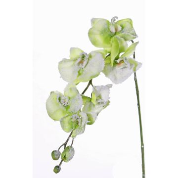 Ramo artificiale di orchidea Phalaenopsis MYRIA, neve, verde, 75cm
