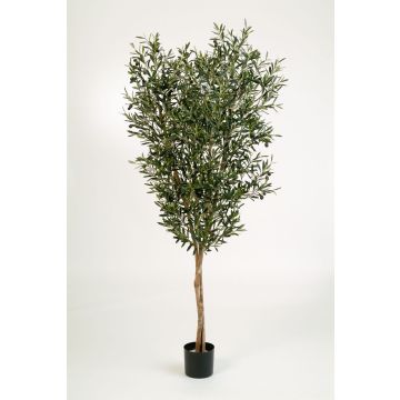 Albero di olivo finto PHILIPOS, tronco vero, con frutti, 120cm