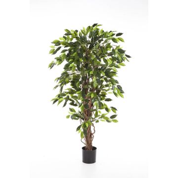 Ficus Benjamini finto JARLAN, tronchi veri, verde, 120cm