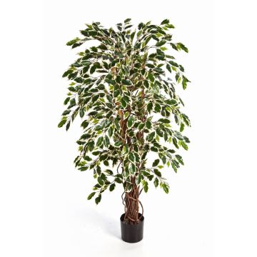 Ficus Benjamini finto JARLAN, tronchi veri, verde-bianco, 120cm