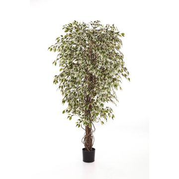 Ficus Benjamini artificiale DAKU, tronchi naturali, verde-bianco, 120cm