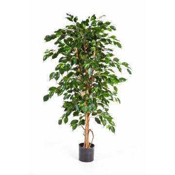 Ficus Benjamina finto THIAGO, tronchi naturali, verde, 120cm