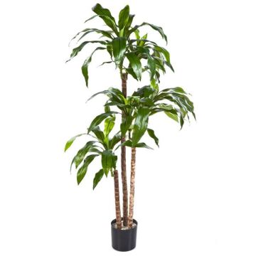 Dracaena Fragrans artificiale LAURA, tronchi veri, verde, 120cm