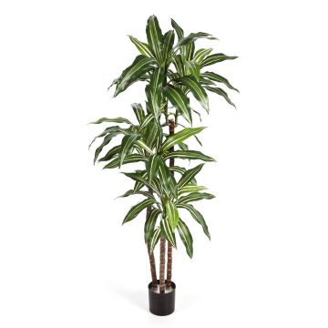 Dracaena Fragrans artificiale LAURA, tronchi veri, verde-bianco, 120cm