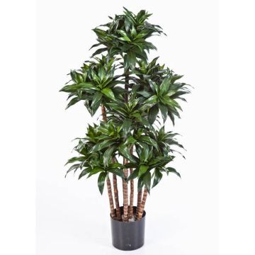 Dracaena Fragrans finta DOMINGO, tronchi veri, verde, 120cm