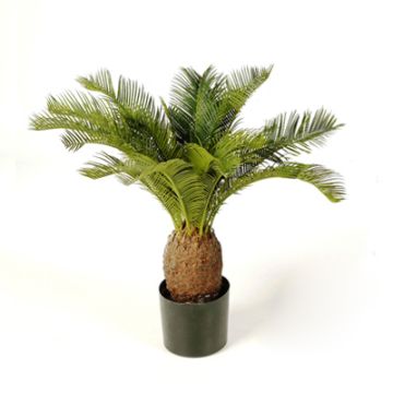 Palma cycas finta MATTHEW, 65cm