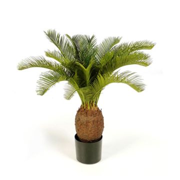 Palma cycas finta MATTHEW, 70cm