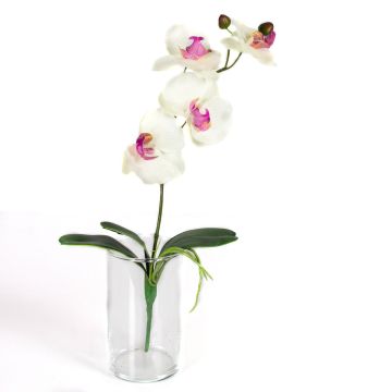 Orchidea Phalaenopsis finta MADOU, su stelo, bianco-rosa, 40cm