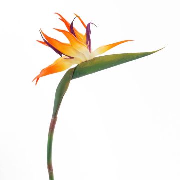 Strelitzia artificiale ZAMIRA, arancione-viola, 95cm, 16x30cm