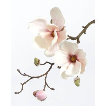 Magnolia decorativa MALBINE, bianco-rosa, 50cm, Ø6-10cm