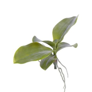 Foglie di orchidea Phalaenopsis finta PRIMUS, radice aerea, 19x34cm