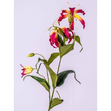 Gloriosa finta FUJITA, rosa-giallo, 80cm, Ø15cm