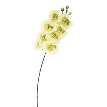 Ramo tessile di orchidea Phalaenopsis AURELIA, verde crema, 95cm