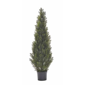 Cedro finto EDELA, zona trasversale, verde, 120cm