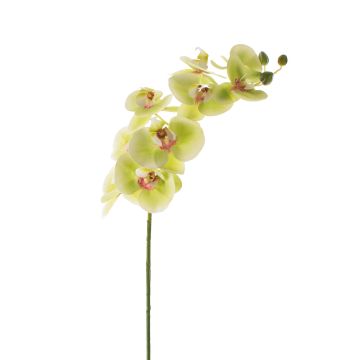 Ramo tessile di orchidea Phalaenopsis OPHELIA, verde-rosa, 100cm