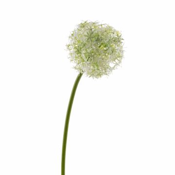 Allium finto SAMARA, crema, 75cm, Ø12cm
