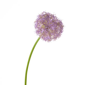 Allium finto SAMARA, viola, 75cm, Ø12cm