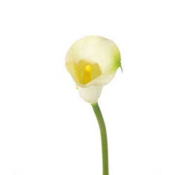 Calla decorativa CHIDORA, crema, 55cm, 5x6cm