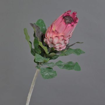 Protea artificiale NELLI, rosa, 75cm, Ø8cm