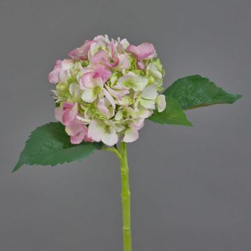 Ortensia finta NICKY, rosa-verde, 50cm, Ø15cm