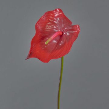 Anturio finto MOIRA, rosso, 75cm, 13x20cm