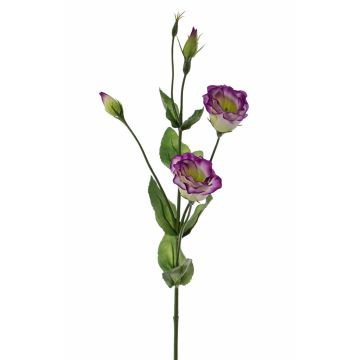 Lisianthus finto JUDIKA, verde-viola, 70cm, Ø5cm