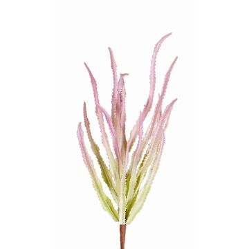Euphorbia trigona finta REESE su stelo, rosa-verde, 30cm, Ø20cm