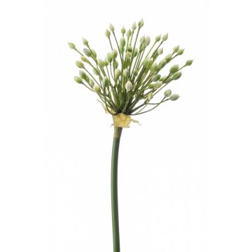 Allium finto KATYNA, crema, 70cm