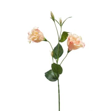Lisianthus finto JENO, rosa crema, 60cm