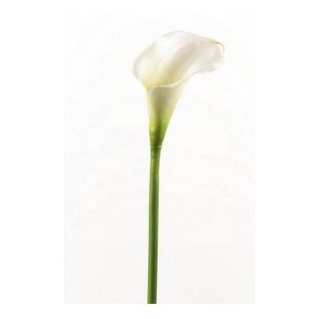 Calla decorativa CLAVO, bianca, 70cm
