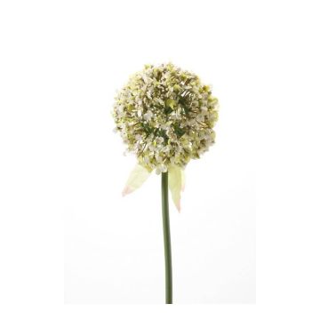 Allium finto DURBAN, bianco, 70cm