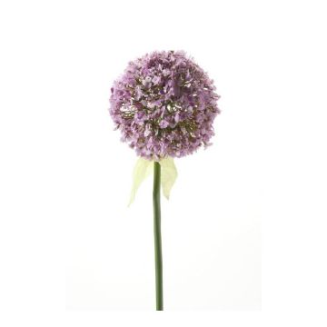 Allium finto DURBAN, viola chiaro, 70cm