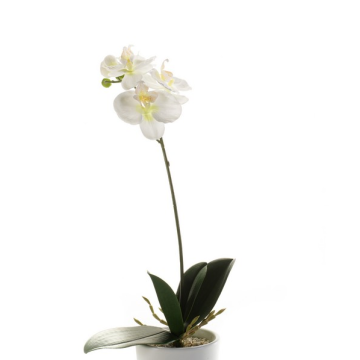 Orchidea phalaenopsis finta ISIS, su stelo, bianco, 40cm