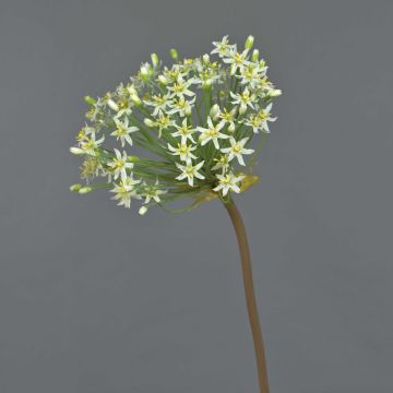 Allium finto BRAIS, bianco, 90cm